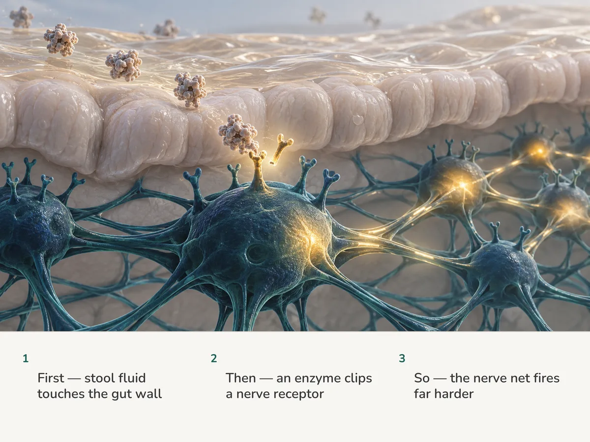 Illustration: a thin amber fluid film settles on the gut lining; an enzyme clips a receptor on a nerve cell, which lights up and wakes the knots of the nerve net around it