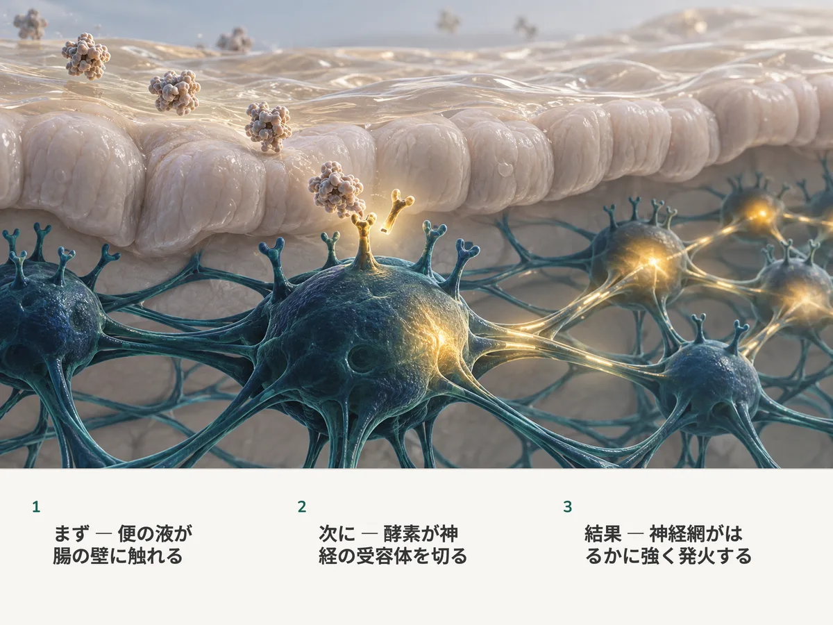 イラスト：薄い琥珀色の液の膜が腸の粘膜に落ち着く。酵素が神経細胞の受容体を切り、その細胞が灯り、まわりの神経網の結び目を目覚めさせる