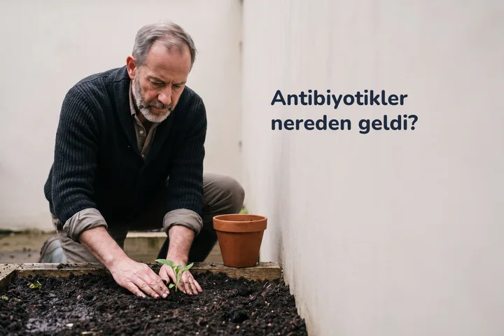 Antibiyotikler nereden geldi? — yetmişli yaşlarda bir adam bahçesinde bir fidanın çevresine nemli toprağı bastırıyor