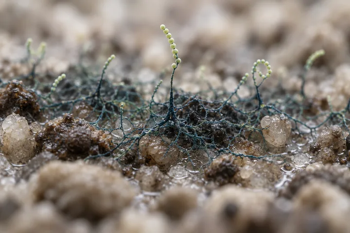 Illustration: fine branching soil bacteria threads over damp soil grains, raised tips ending in pale green spore chains