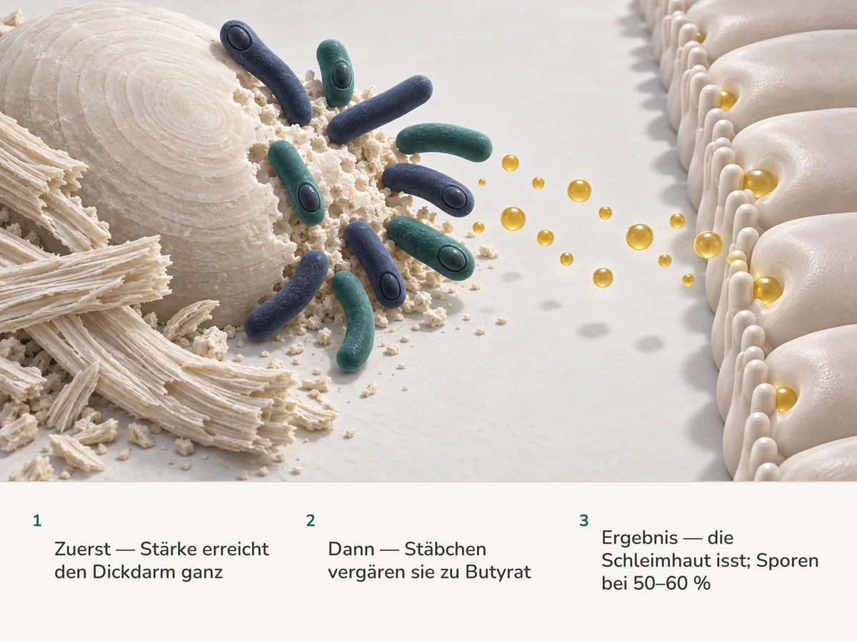 Illustration: dickwandige Stäbchen zerlegen ein Korn resistenter Stärke in goldene Butyrattröpfchen, die die Dickdarmschleimhaut aufnimmt; sechs der zehn Stäbchen tragen eine Spore