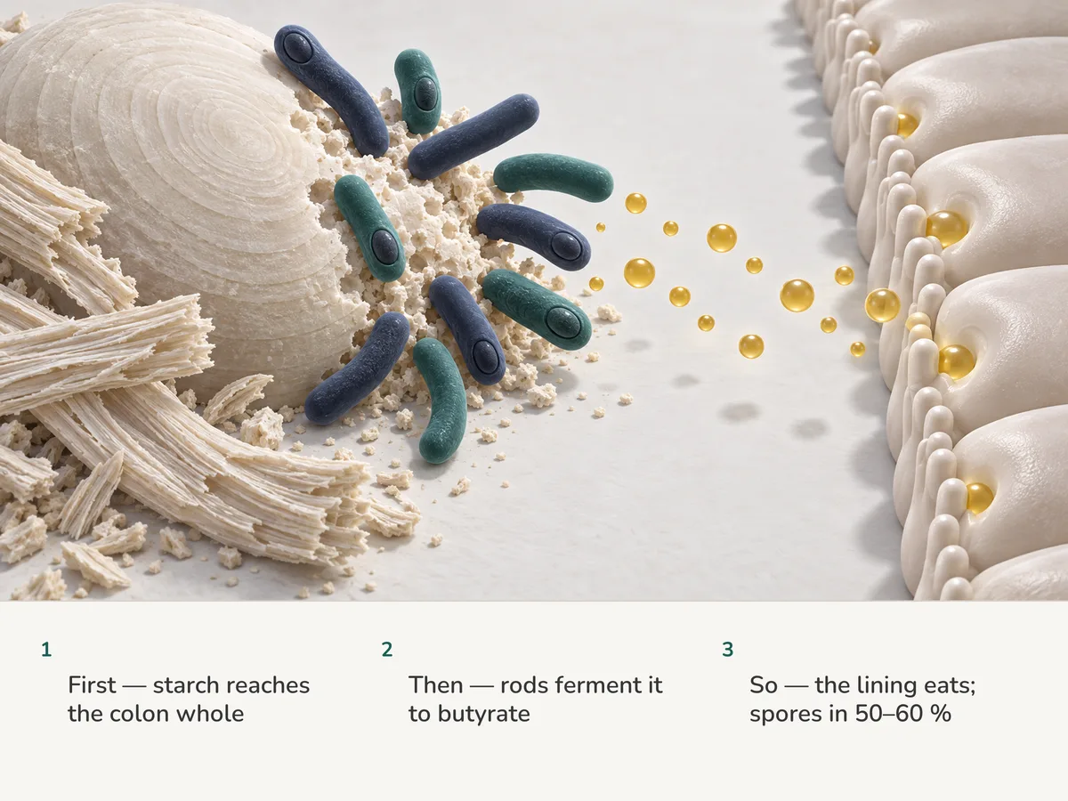 Illustration: thick-walled rods break down a resistant starch granule into gold butyrate droplets that the colon lining takes in; six of the ten rods carry a spore
