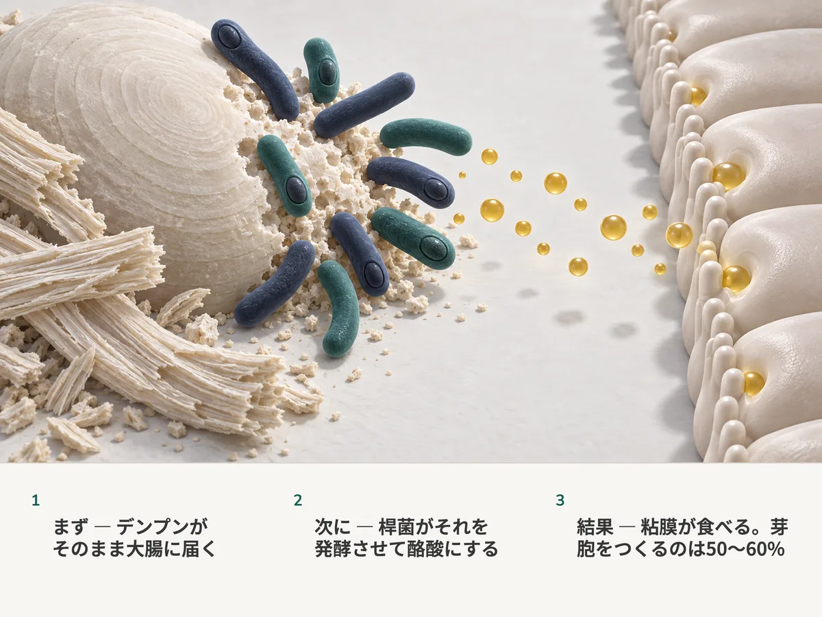 イラスト:壁の厚い桿菌がレジスタントスターチの粒を分解して金色の酪酸の滴に変え、大腸の粘膜がそれを取り込む。10本のうち6本の桿菌が芽胞を抱えている