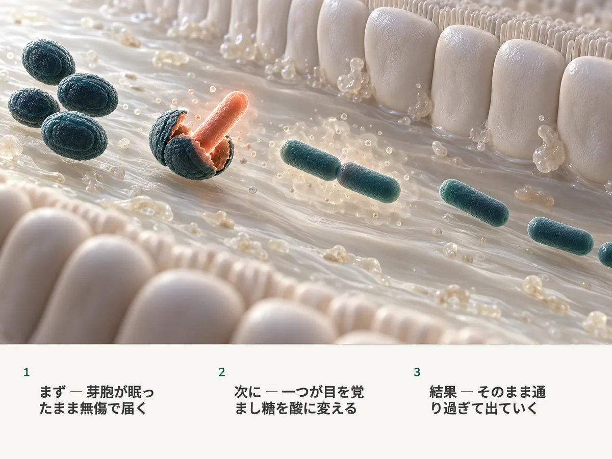 イラスト:眠ったままのBacillus coagulansの芽胞が腸に届き、一つが割れて珊瑚色の桿菌が伸び出し、桿菌たちは粘膜のそばを住みつかずに流れ去っていく