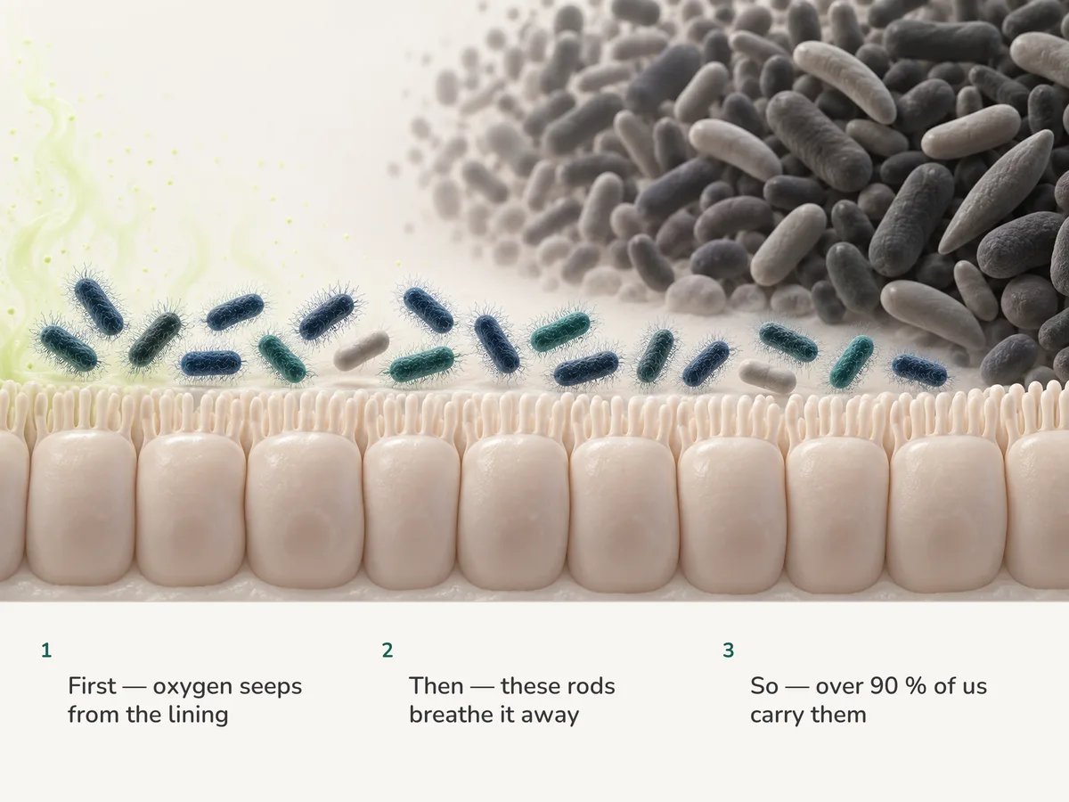 Illustration: traces of oxygen rise from the gut lining, fringed E. coli rods beside it take them up, and beyond them strict anaerobes crowd the airless space