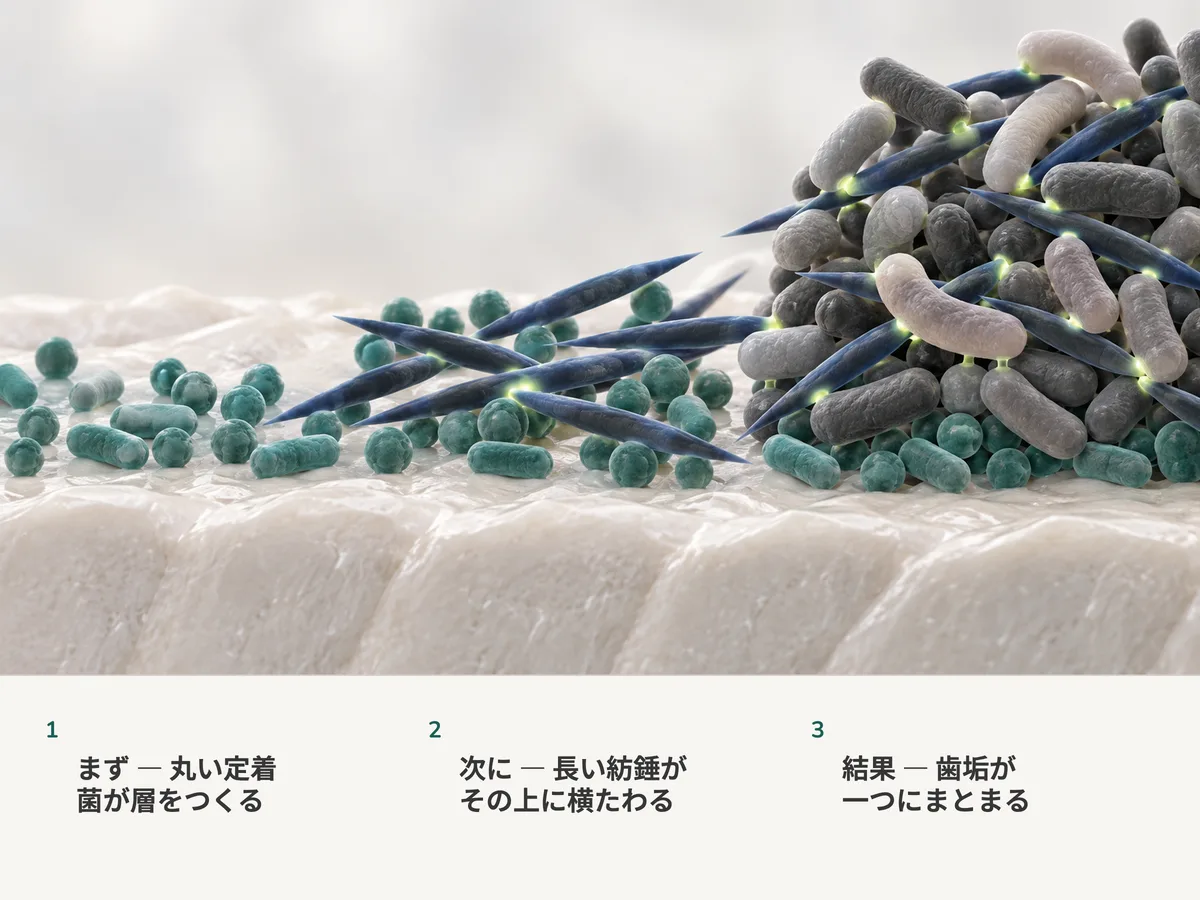 イラスト:鉱物の表面に丸い初期の定着菌が層をつくり、その上に長い紡錘形の細胞が横たわり、あとから来た別の形の細胞がそれに沿って留まって一つの秩序ある集団になる