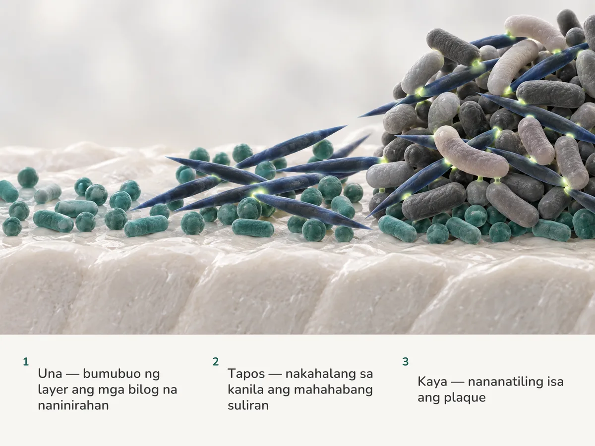 Ilustrasyon: bumubuo ng layer sa mineral na ibabaw ang mga bilog na unang naninirahan, nakahalang dito ang mahahabang hugis-suliran na selula, at kumakapit sa kanila ang mga sumunod na selulang iba ang hugis tungo sa iisang maayos na komunidad