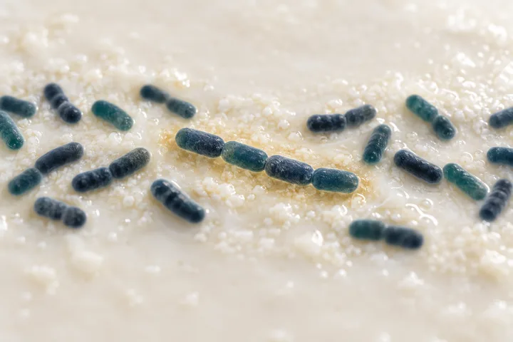 Illustration: short chains of rod-shaped Lactobacillus cells resting in a souring milk film, a faint gold haze around one chain