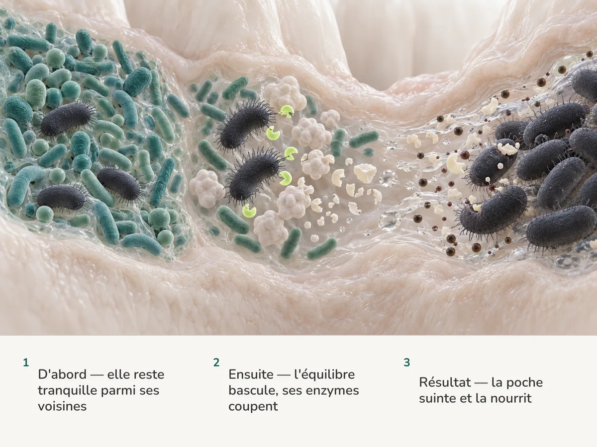 Illustration : de gros bâtonnets sombres reposent dans le biofilm mixte d'une poche ; quand la communauté bascule, ils libèrent des enzymes qui découpent les protéines de défense, et le fluide qui suinte les nourrit
