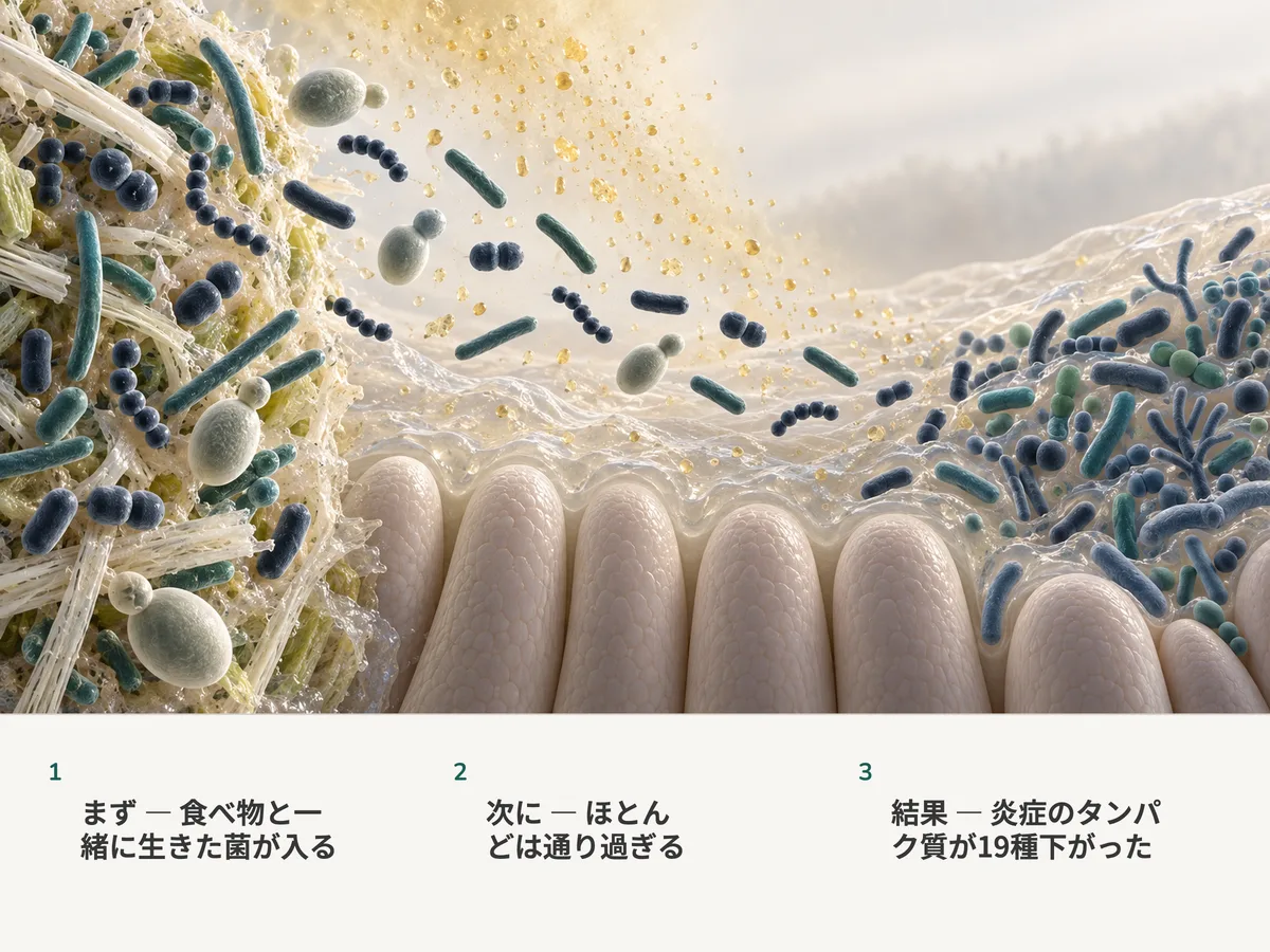 イラスト：生きた発酵食品から来た細菌が腸粘膜を漂う。二十のうち一つが居場所を得て、酸が粘液にしみこみ、もとからいる細菌の顔ぶれが豊かになる