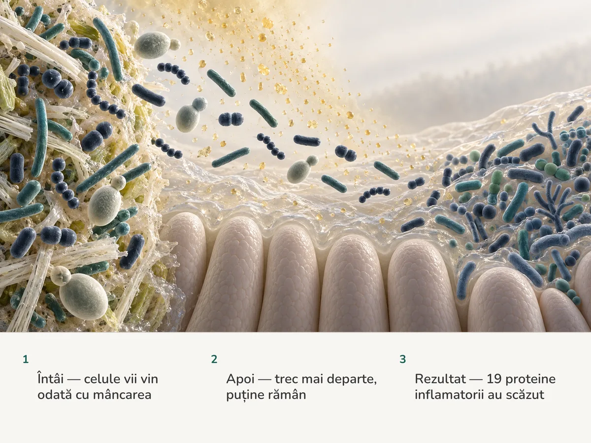 Ilustrație: bacterii dintr-un ferment viu plutesc peste mucoasa intestinului; din douăzeci, una prinde un loc, acizii pătrund în mucus, iar bacteriile locale ajung mai variate